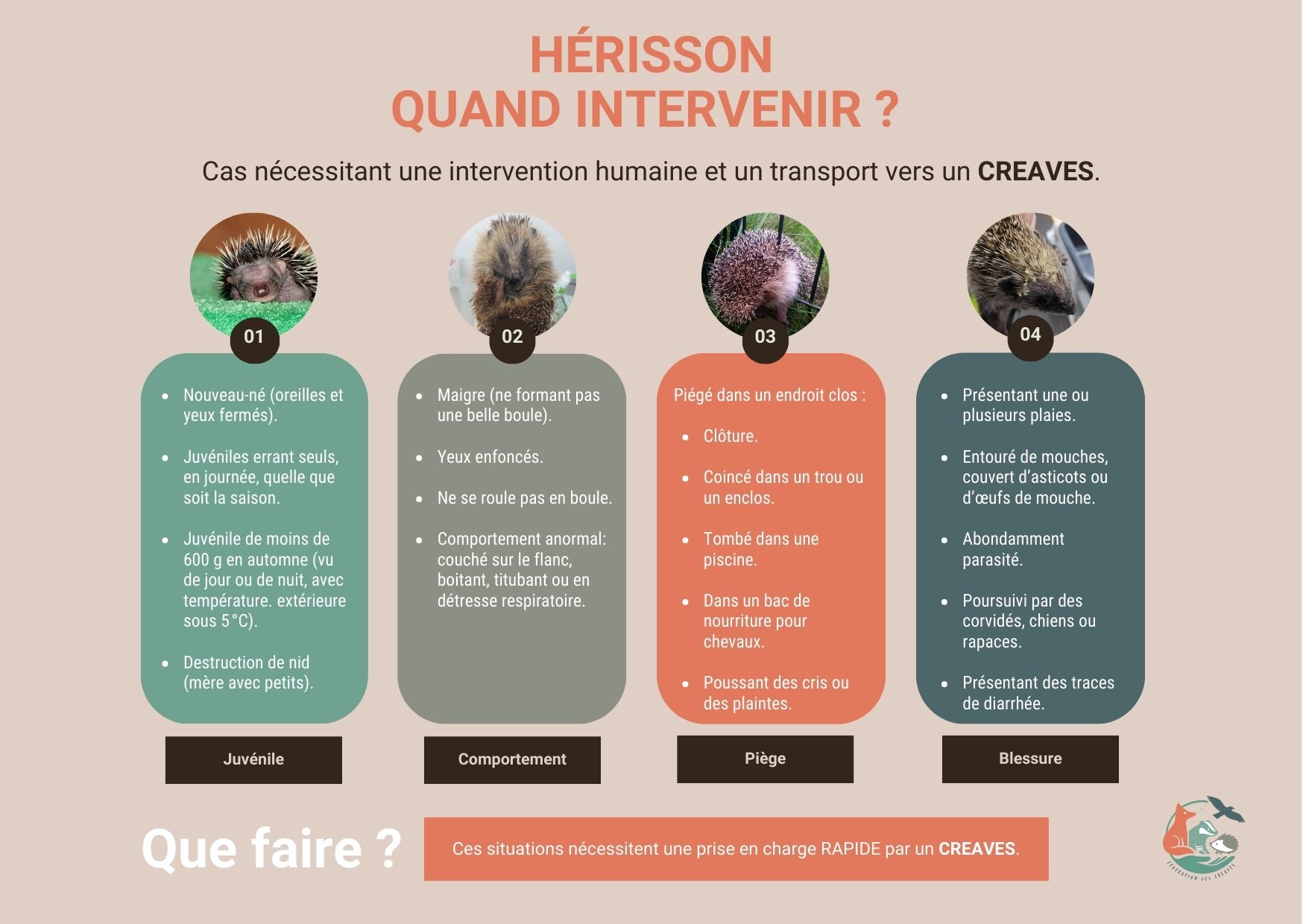 Flyer de la fédération des CREAVES expliquant comment reconnaître un hérisson en danger